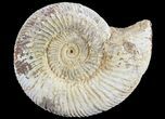 Perisphinctes Ammonite - Jurassic #68183-1